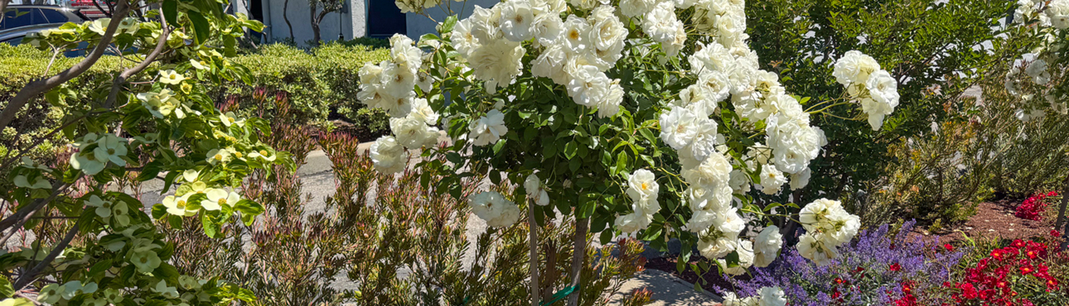 Baylands Landscape Management